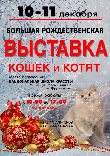 Большая рождественская выставка кошек и котят Большая рождественская выставка кошек и котят