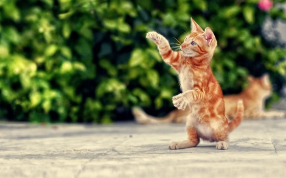 �������� ����� Top Cat Belarus 2017