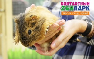 ���������� ������� �ZOOtitan� � �� �������