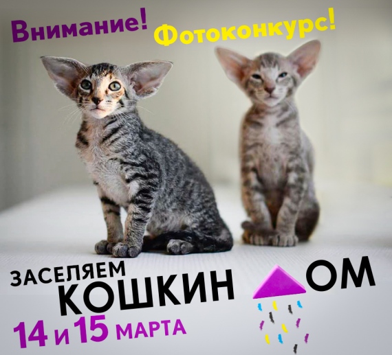 Большой театр Беларуси объявляет семейный фотоконкурс «Кошкин дом» Большой театр Беларуси объявляет семейный фотоконкурс «Кошкин дом»