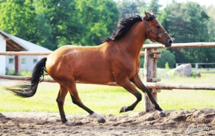 ������ ���� �������