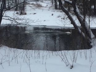 ���������� �������� �Beaver Resort�