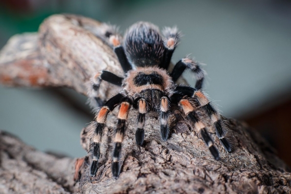 �������� ������ � �������� ��������� �������