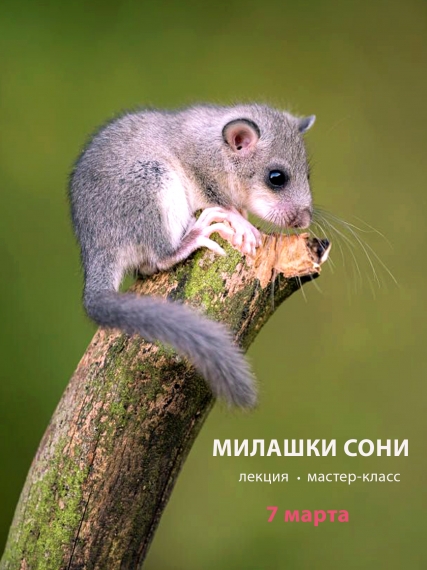 ����-��������� �������� ����