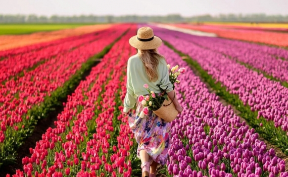 Сезон тюльпанов 2026: когда и где увидеть тюльпаны, и сколько это стоит? Сезон тюльпанов 2026: когда и где увидеть тюльпаны, и сколько это стоит?