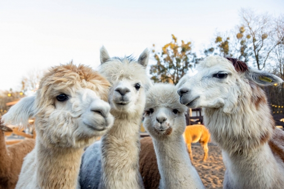 ���-15 ���������� ���� � ���� ����� ���� �� ������